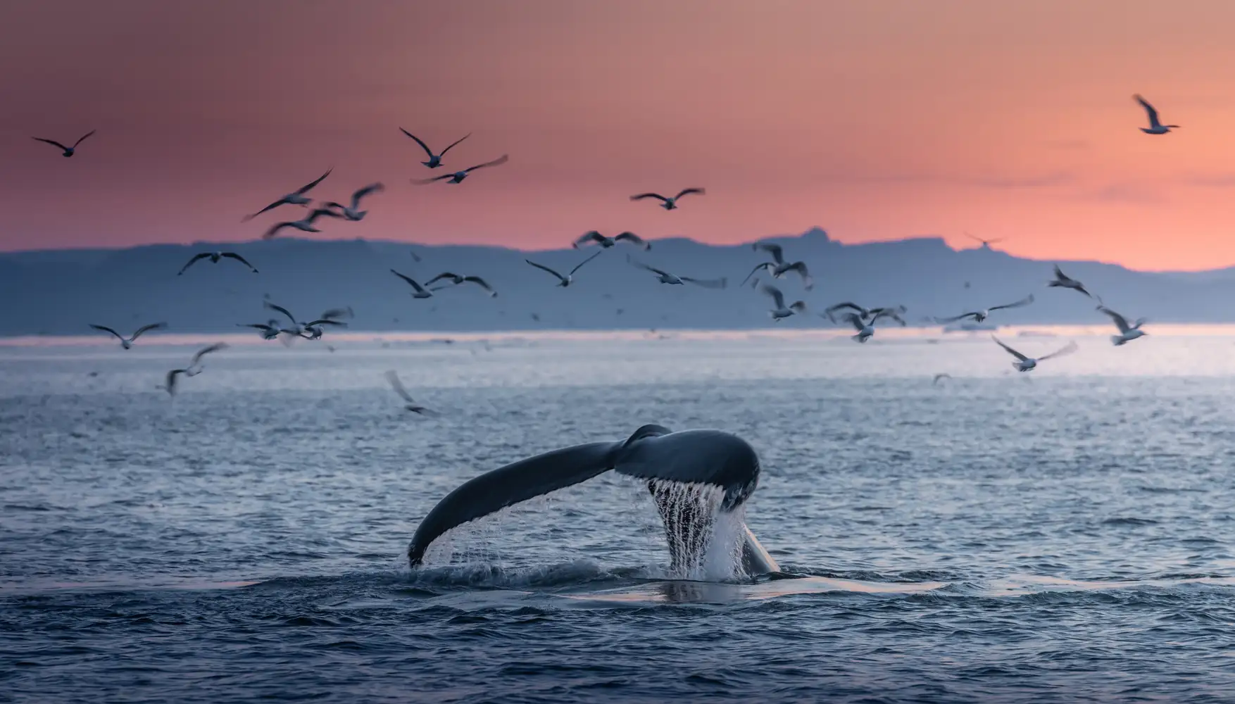 A whale's tail rising above the sea with birds overhead at sunset.